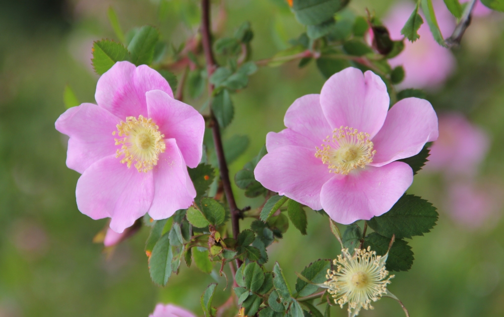 Wild Alberta Roses in Rathtrevor PP, BC